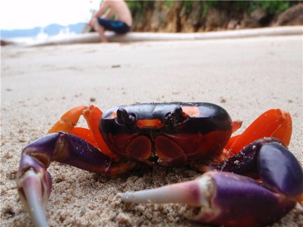 Cangrejal, Costa Rica - Geneviève Rouleau
