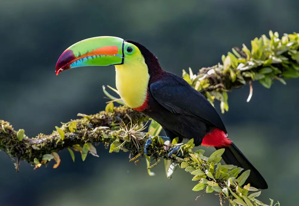 Costa Rica - Geneviève Rouleau