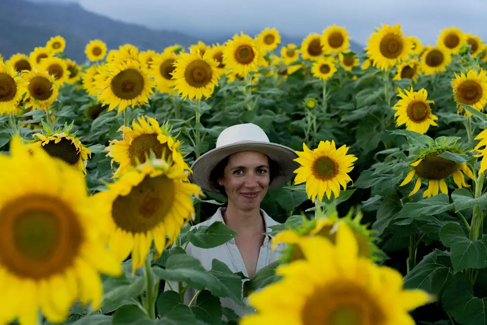 Sunflower fields, Maui - Geneviève Rouleau
